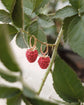 Handmade Raspberry Earrings