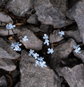 Baby Blue lavender flowers on hair pins