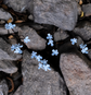 Baby Blue lavender flowers on hair pins