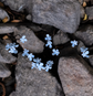 Baby Blue lavender flowers on hair pins