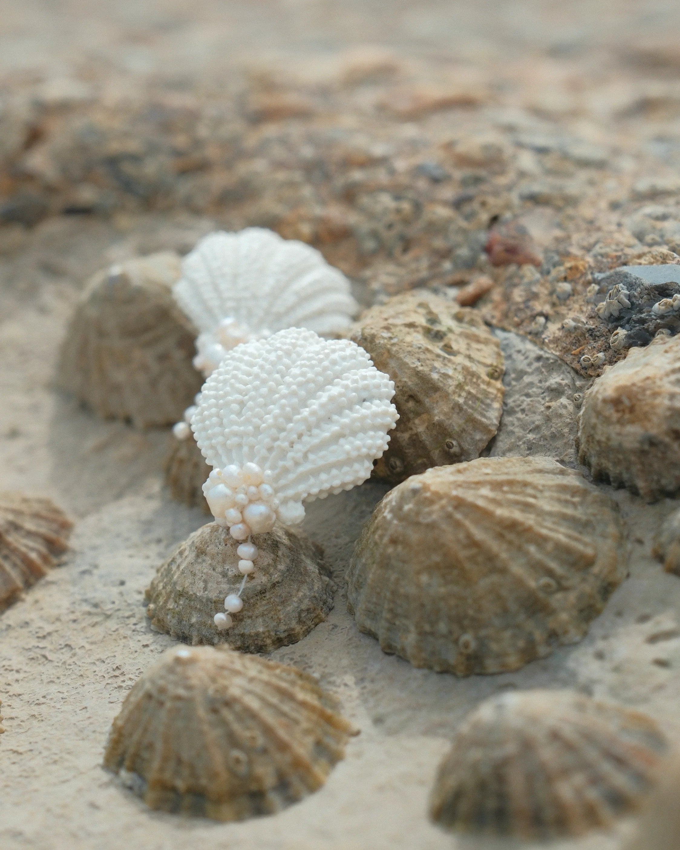 White textured seashells arranged on sand among larger brown seashells, with a blurred beach background.