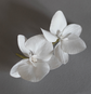 2 White Phalaenopsis Orchid for veil